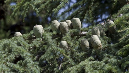 cedre_1235x700-2 cedre_1235x700-2