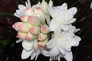 TUBÉREUSE TUBÉREUSE