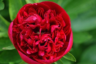 PIVOINE ROUGE