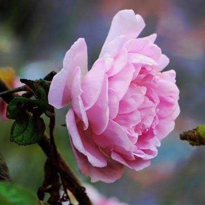 aq_rose_400x400-2